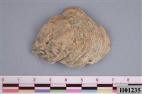 藏品(牡蠣)的圖片